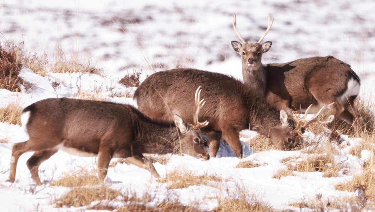 Calls have been made once again by farming representatives for the cullin of wild deer herds in Ireland.