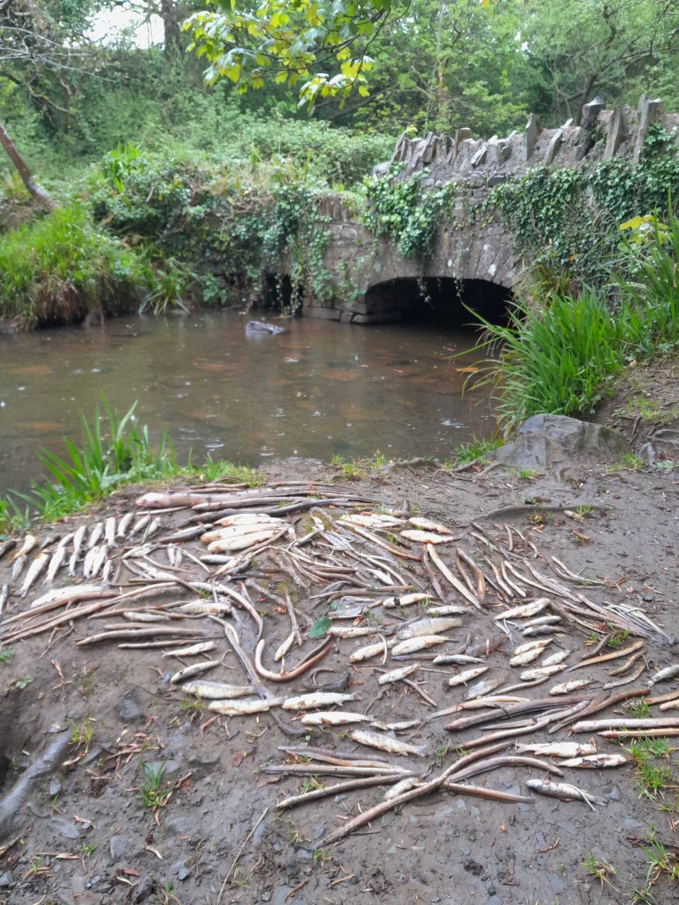 Investigation after up to 2,000 fish killed in Co Clare  