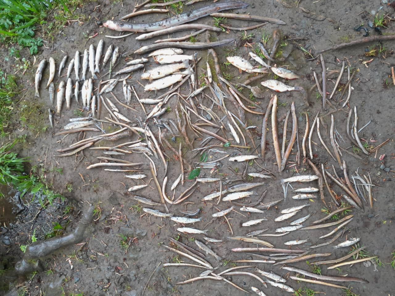 Anja Murray: Life and death on Irish rivers