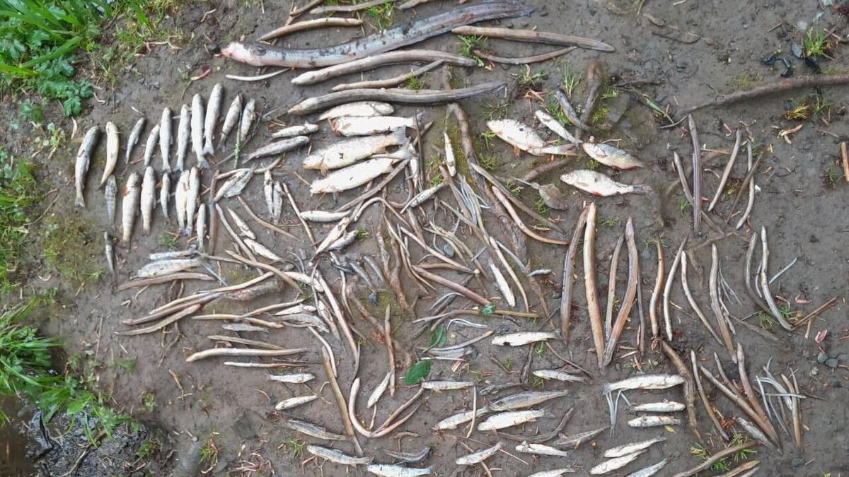 Anja Murray: Life and death on Irish rivers - Vimarsana News