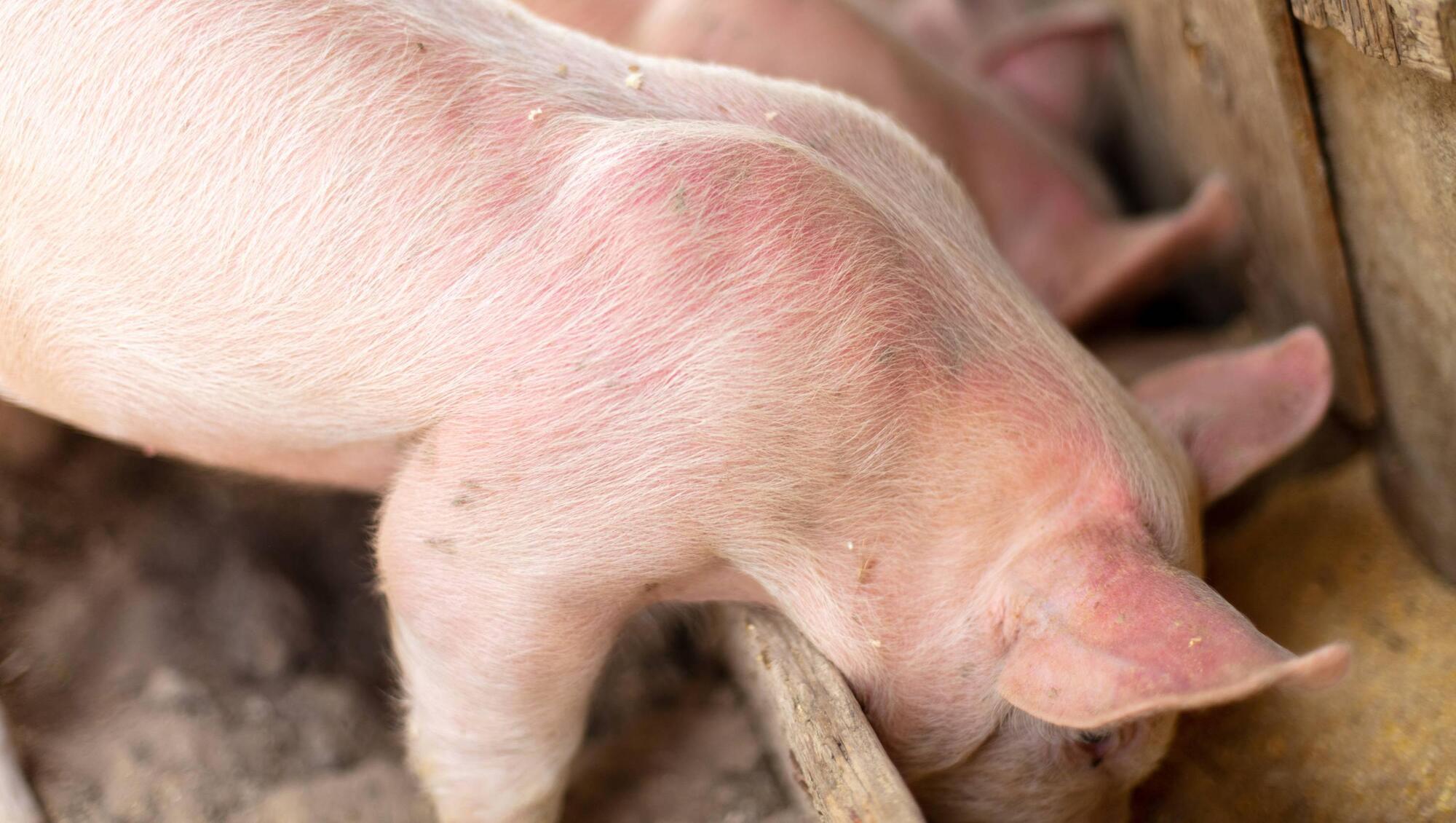 Near 9% drop in pig numbers in 2022