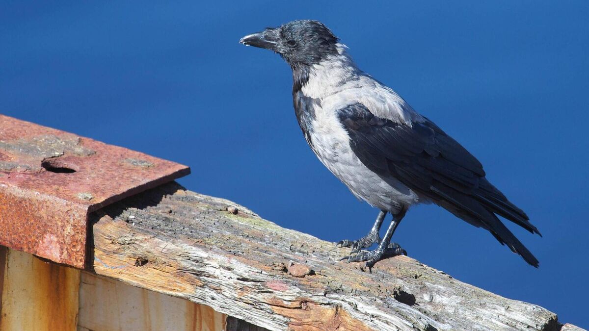 The Einstein of birds is often fooled by reflections - Vimarsana News