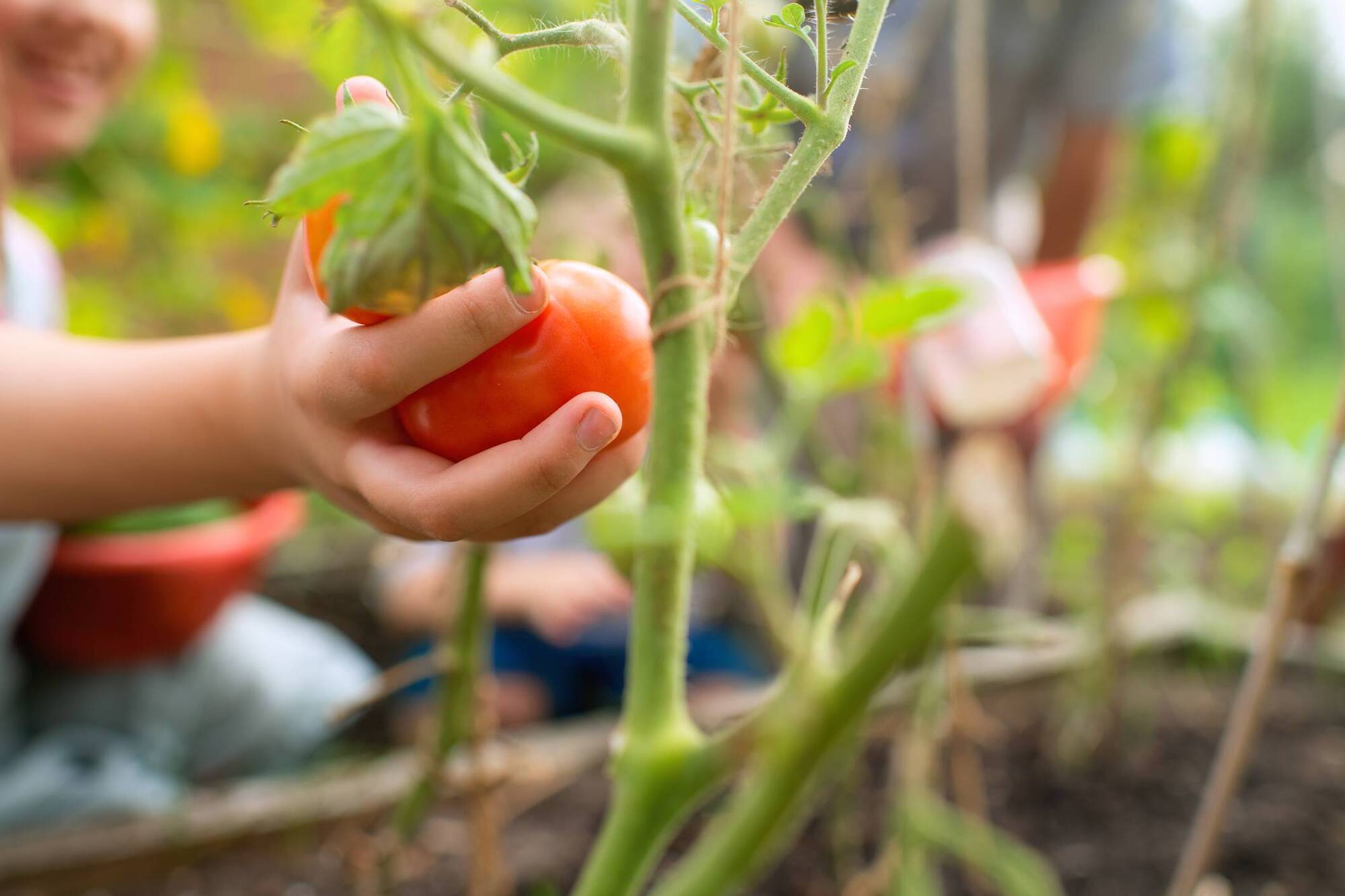 Life Hack: Four foods to plant in May and grow at home for summer dishes