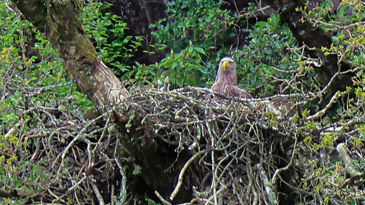 Killarney National Park staff 'delighted' after white-tailed eagles nest in woods - Vimarsana News
