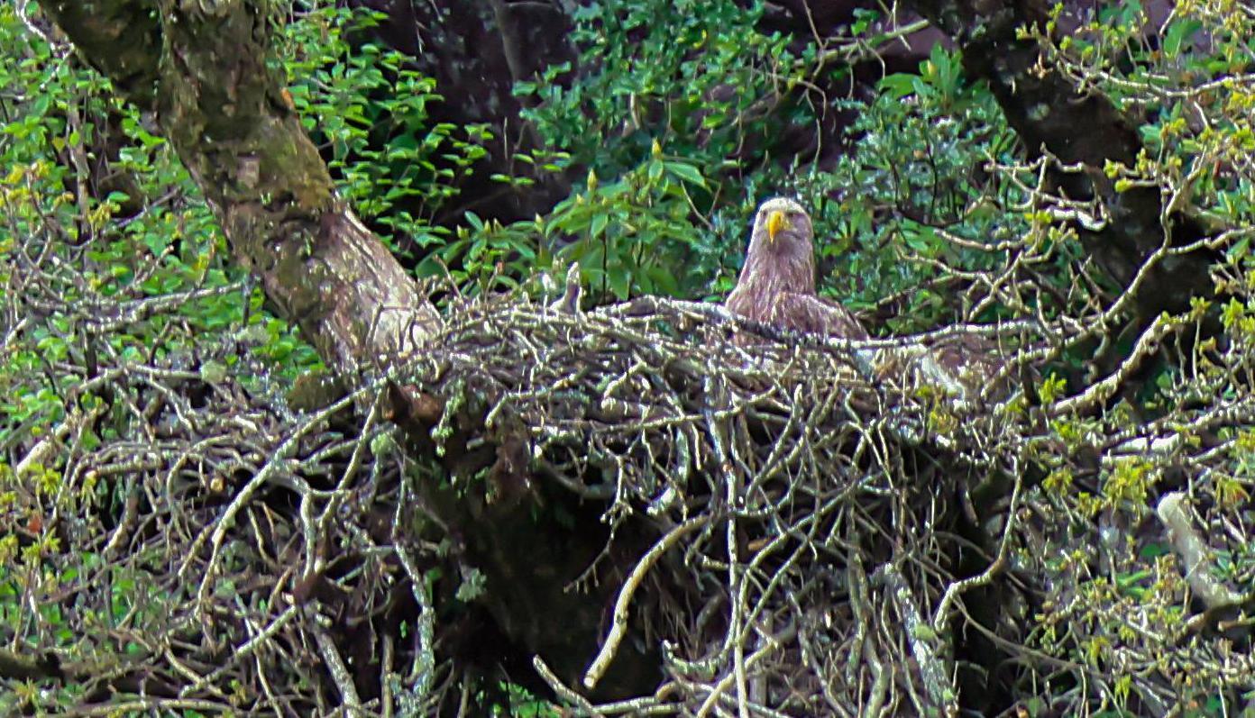 Killarney National Park staff 'delighted' after white-tailed eagles nest in woods