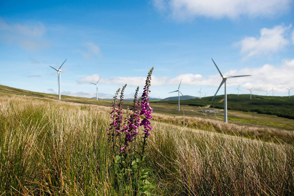 Ørsted has ambitions to grow capacity significantly over the next decade to support the Irish government’s emission reduction targets. A global owner and operator of renewable assets, Ørsted has 19 operational wind farms across Ireland, creating 360MW of capacity, the equivalent of powering over 234,000 homes. Ørsted has ambitions to grow capacity significantly over the next decade to support the Irish government’s emission reduction targets. A global owner and operator of renewable assets, Ørsted has 19 operational wind farms across Ireland, creating 360MW of capacity, the equivalent of powering over 234,000 homes.