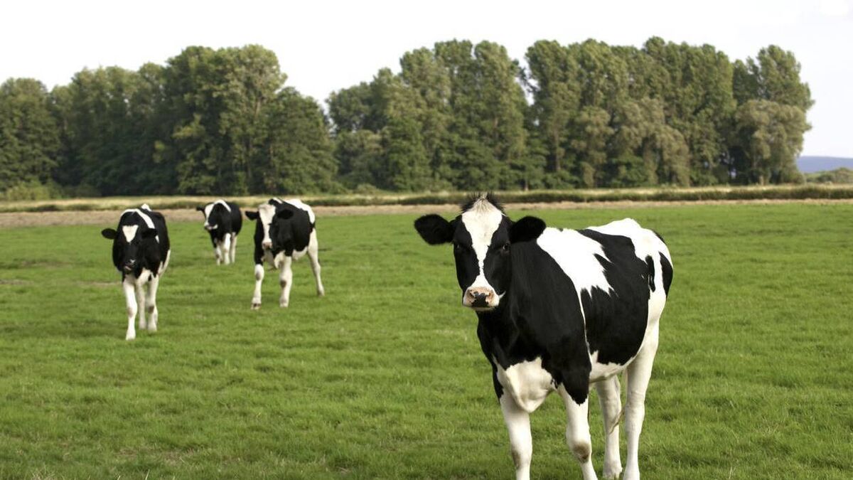 Growing young dairy and beef stock on grass this summer - Vimarsana News
