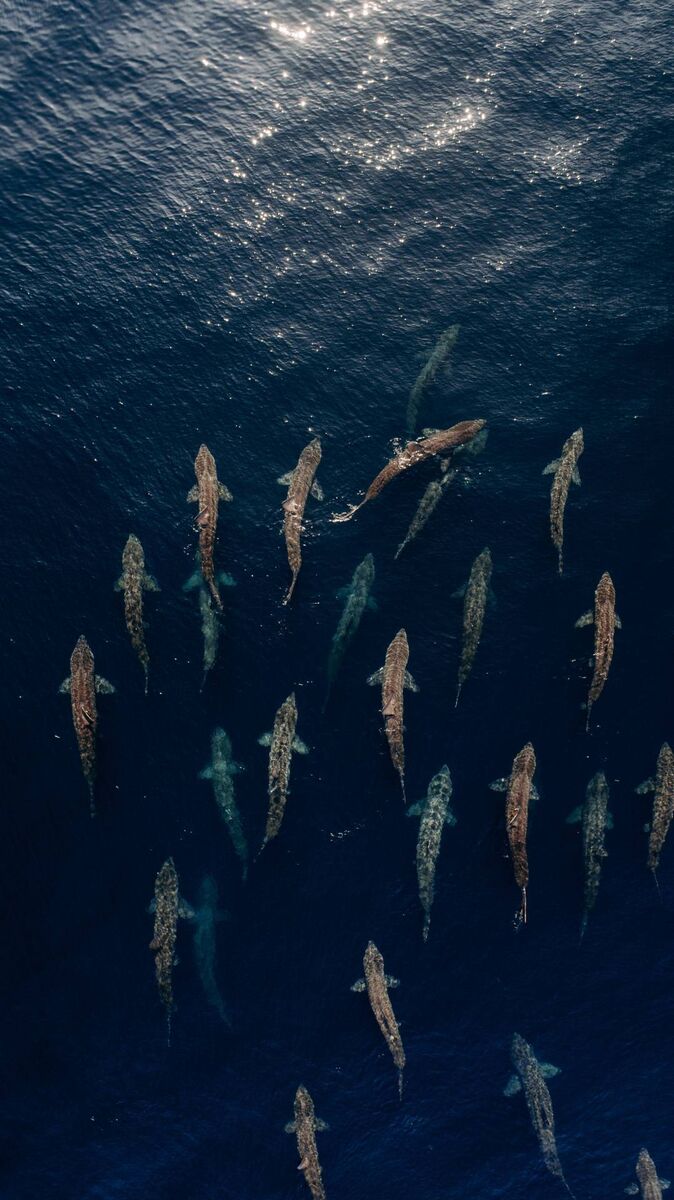Ken O’Sullivan filming basking sharks in a courtship torus in the North Atlantic, off Ireland Ken O’Sullivan filming basking sharks in a courtship torus in the North Atlantic, off Ireland