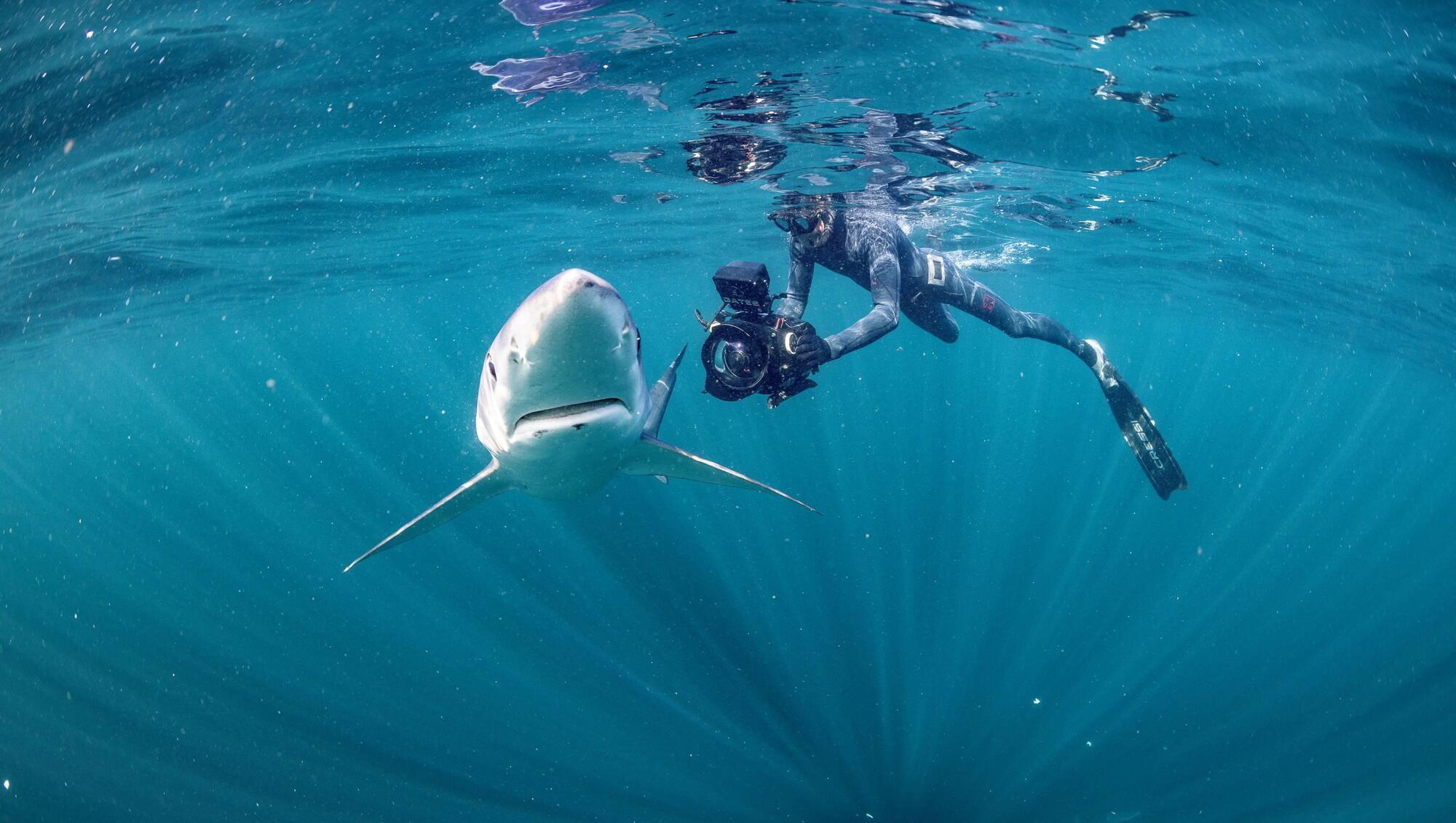 North Atlantic: the stories behind the incredible marine-life footage