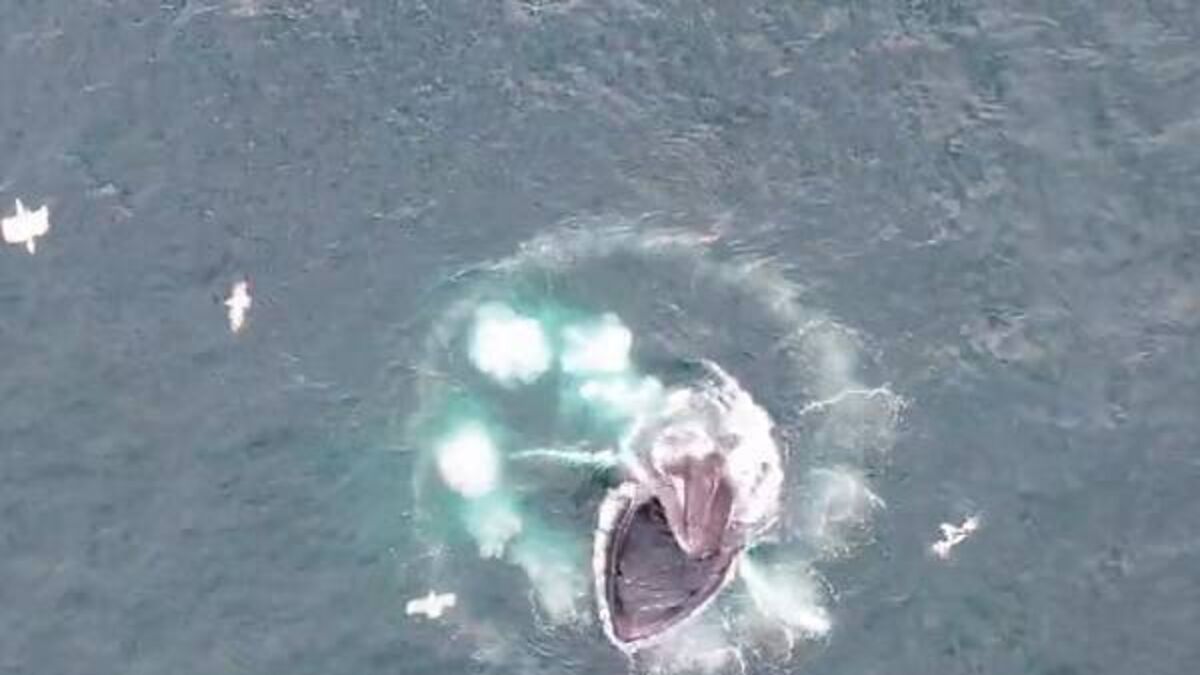 Footage shows humpback whale 'bubble net feeding' off Cork coast - Vimarsana News