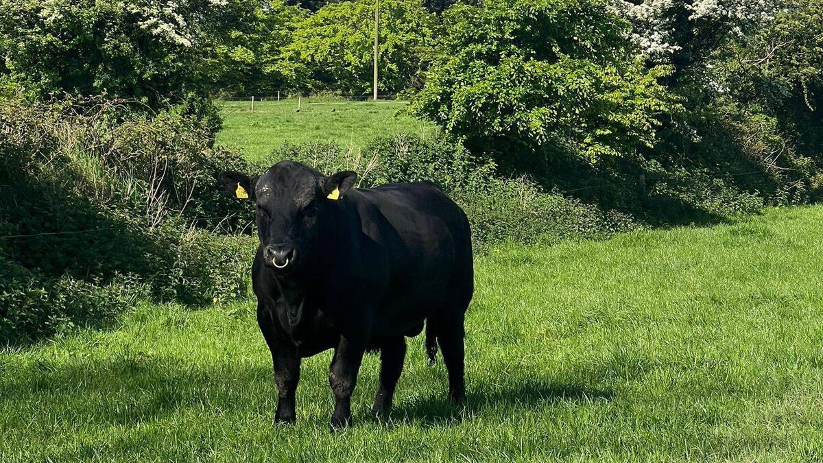 Vet on the Moove: Welcoming "Scott the 8th" and getting him breeding season ready - Vimarsana News