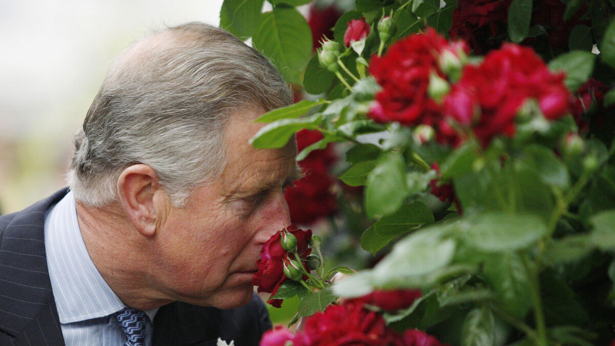 What's in store at this year's RHS Chelsea Flower Show? - Vimarsana News