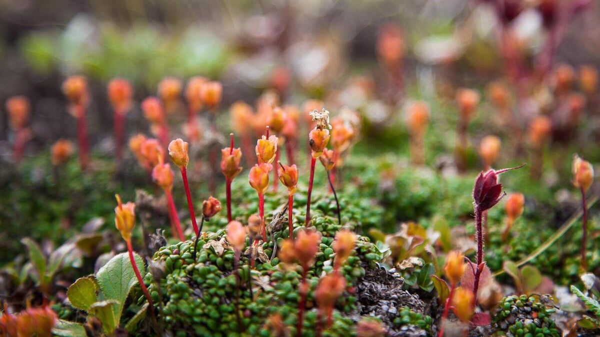 Moss: an unsung hero of the biosphere - Vimarsana News