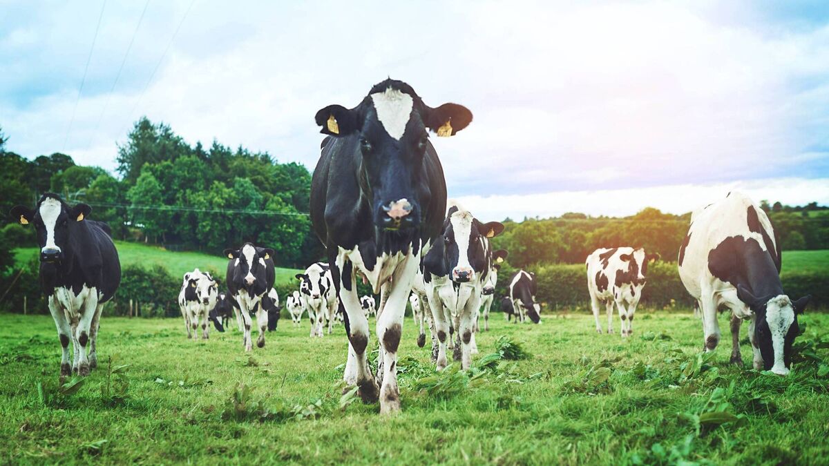 Farmers across the country are stepping up as water quality in Ireland has seen a decline in recent years, partly due to the ârun-offâ from agricultural land. Farmers across the country are stepping up as water quality in Ireland has seen a decline in recent years, partly due to the ârun-offâ from agricultural land.