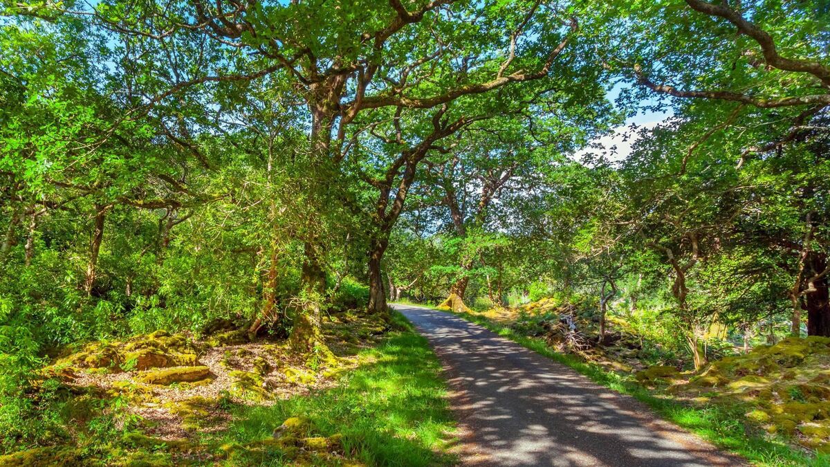 Donal Hickey: We need more trees but they need to be the right trees in the right places - Vimarsana News