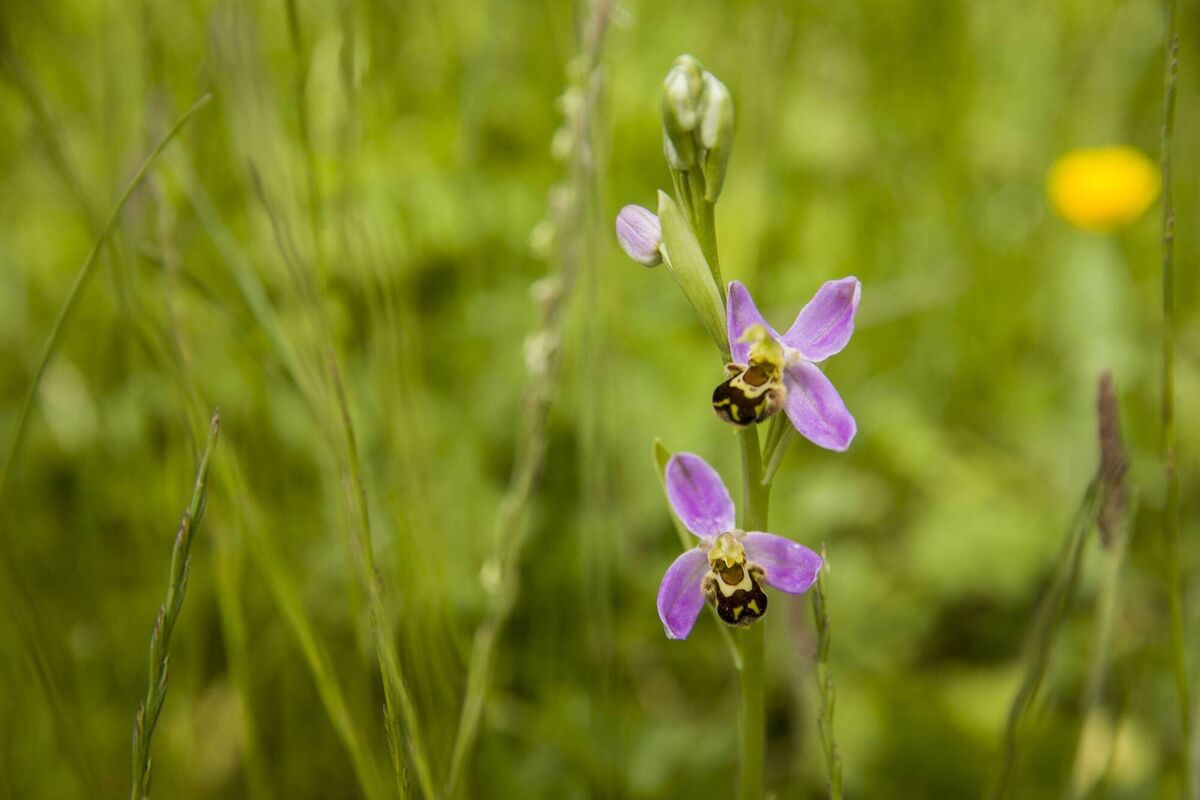 Rare wild bee orchids growing at Gas Networks Ireland’s National Services Centre in Dublin. Photo: Orla Murray/Coalesce
