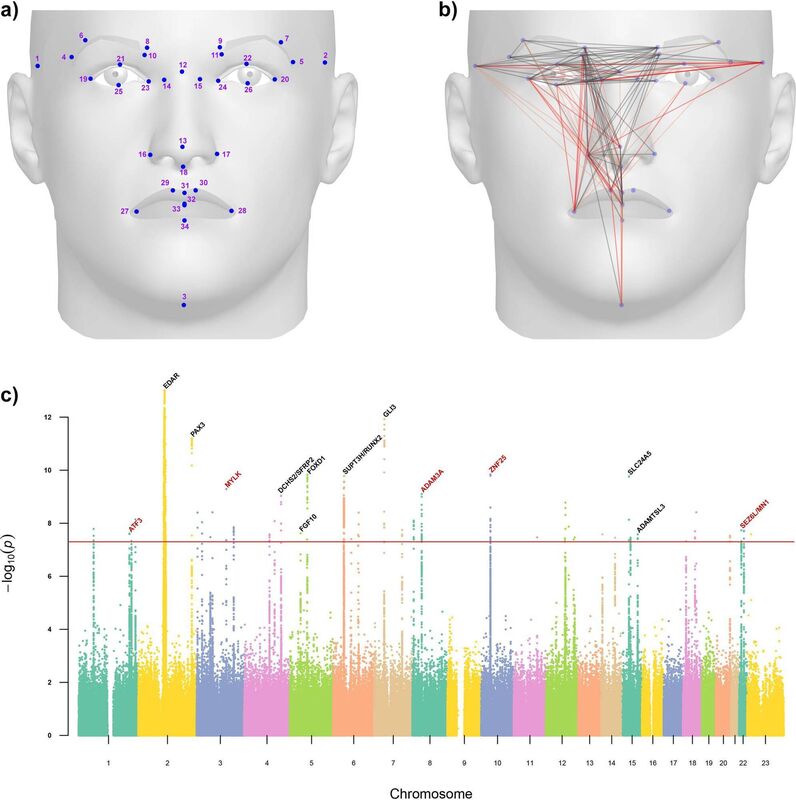 Dots indicate the location of the 34 facial landmarks used for calculation of 301 inter-landmark distances. Automatic landmarking identifies new loci associated with face morphology and implicates Neanderthal introgression in human nasal shape
