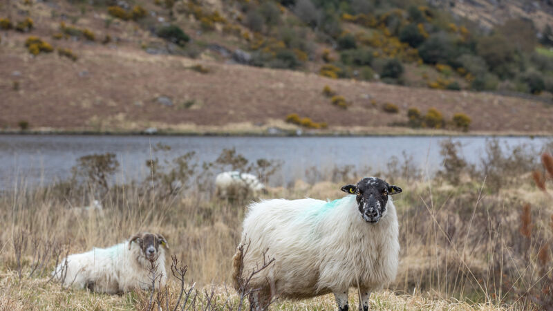Producers advised to reject lamb price cut