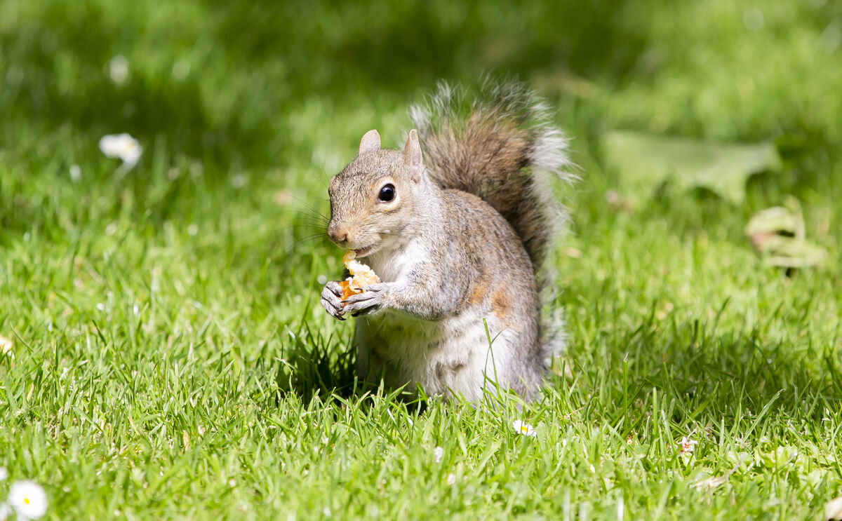A squirrel having lunch enjoying the good weather. Photo: Gareth Chaney/ Collins Photos A squirrel having lunch enjoying the good weather. Photo: Gareth Chaney/ Collins Photos