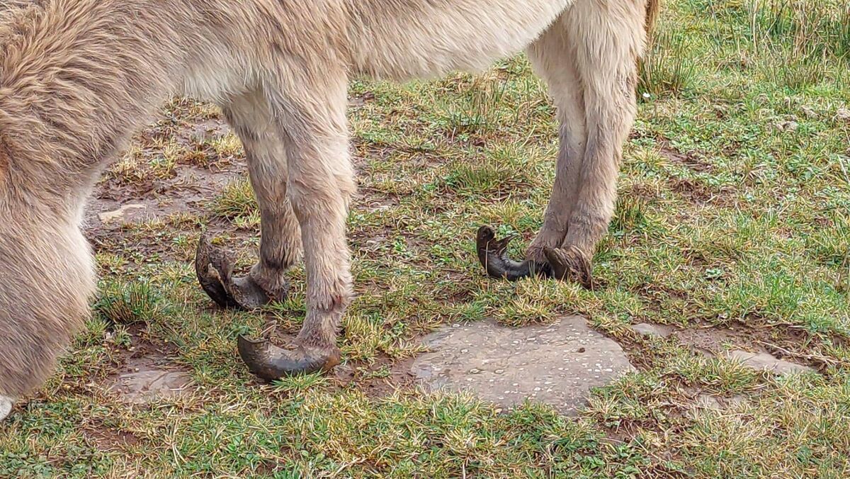 Donkey Sanctuary director Laura Foster said the charity's welfare advisers dealt with a number of issues in this case, including overbreeding. Picture: Donkey Sanctuary Ireland Donkey Sanctuary director Laura Foster said the charity's welfare advisers dealt with a number of issues in this case, including overbreeding. Picture: Donkey Sanctuary Ireland