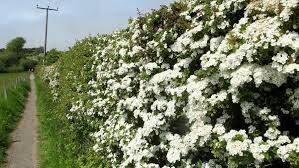 The wonderful blooms of a whitethorn hedge