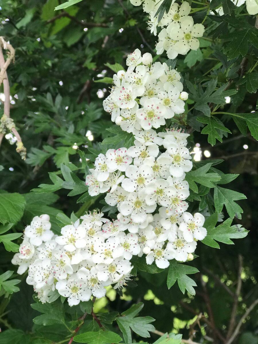 Whitethorn branch
