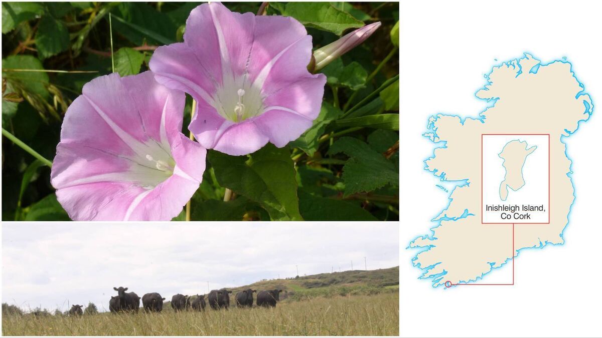 Islands of Ireland: Cattle cross to graze on Inishleigh at low water - Vimarsana News