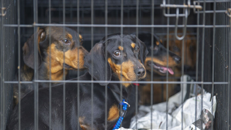 Irish Examiner view: Cruelty is more widespread than we think