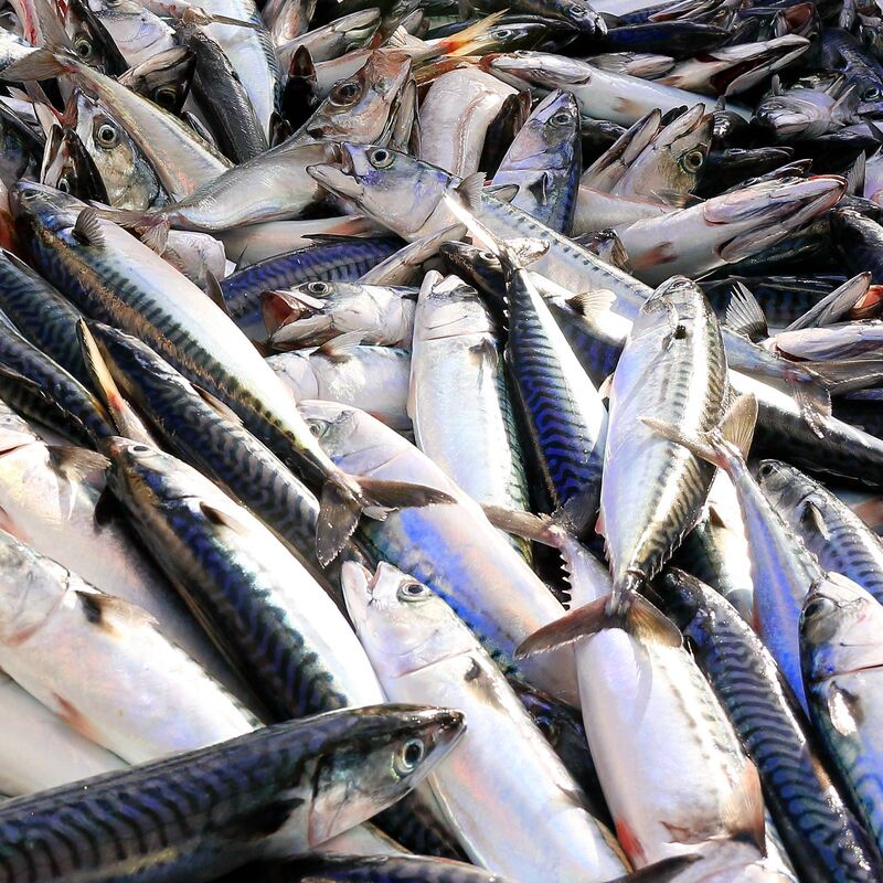 There is evidence of warmer water species, which would not have been very common in Irish waters up to a few years ago, have become more dominant over recent years. There is evidence of warmer water species, which would not have been very common in Irish waters up to a few years ago, have become more dominant over recent years.