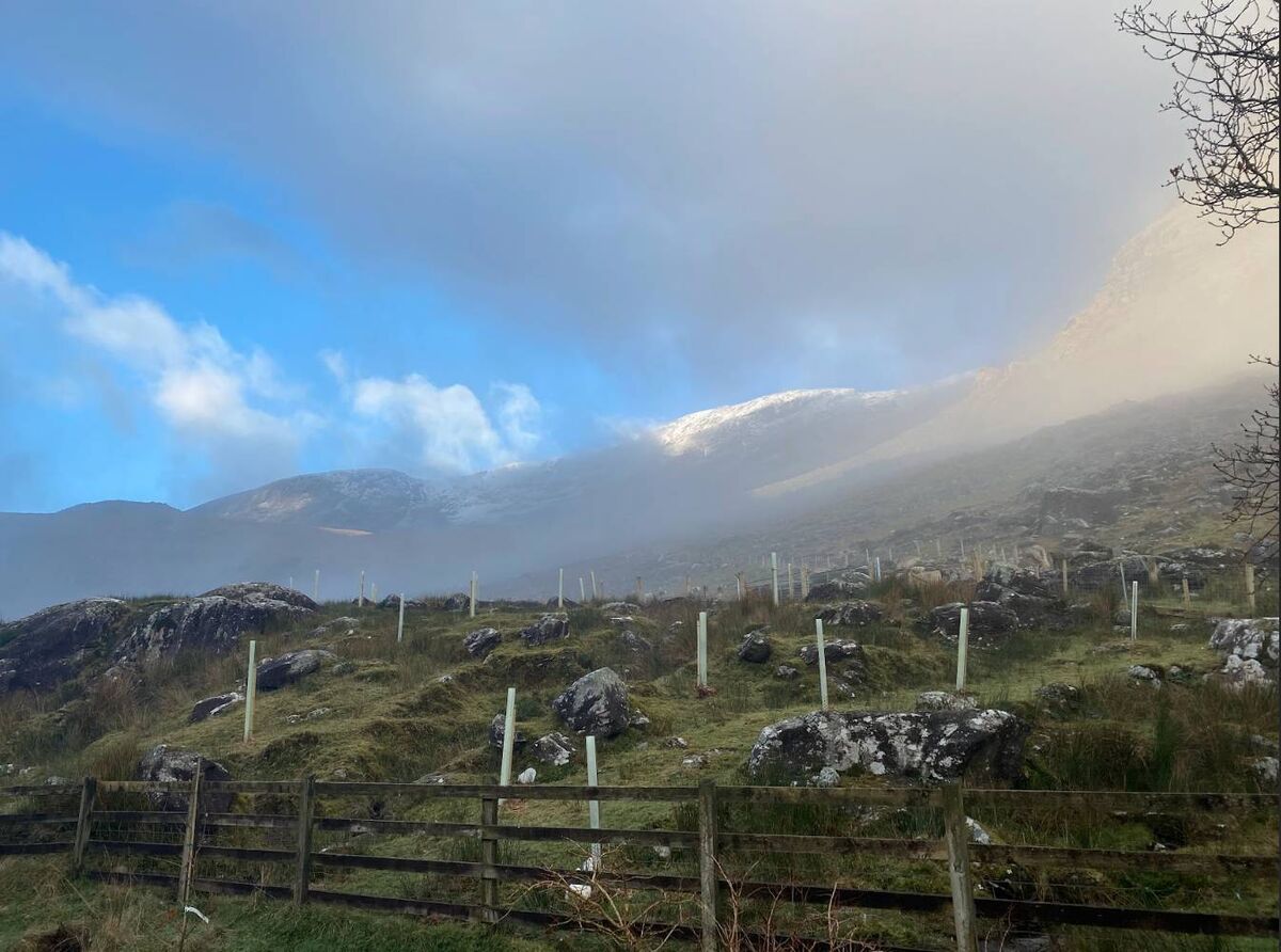 1,500 native broad-leaf trees have been planted since 2019. Picture: Sandra Spethmann