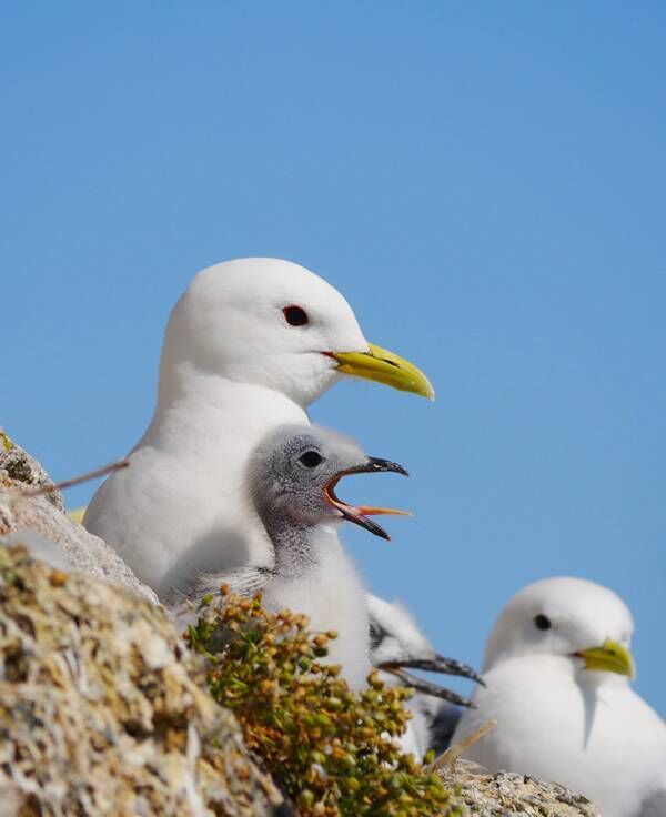The rising sea levels are putting many seabirds at risk of extinction, like these Kittiwake on Rockabill, off the coast near Skerries, Co Dublin. Photo: Andrew Power 