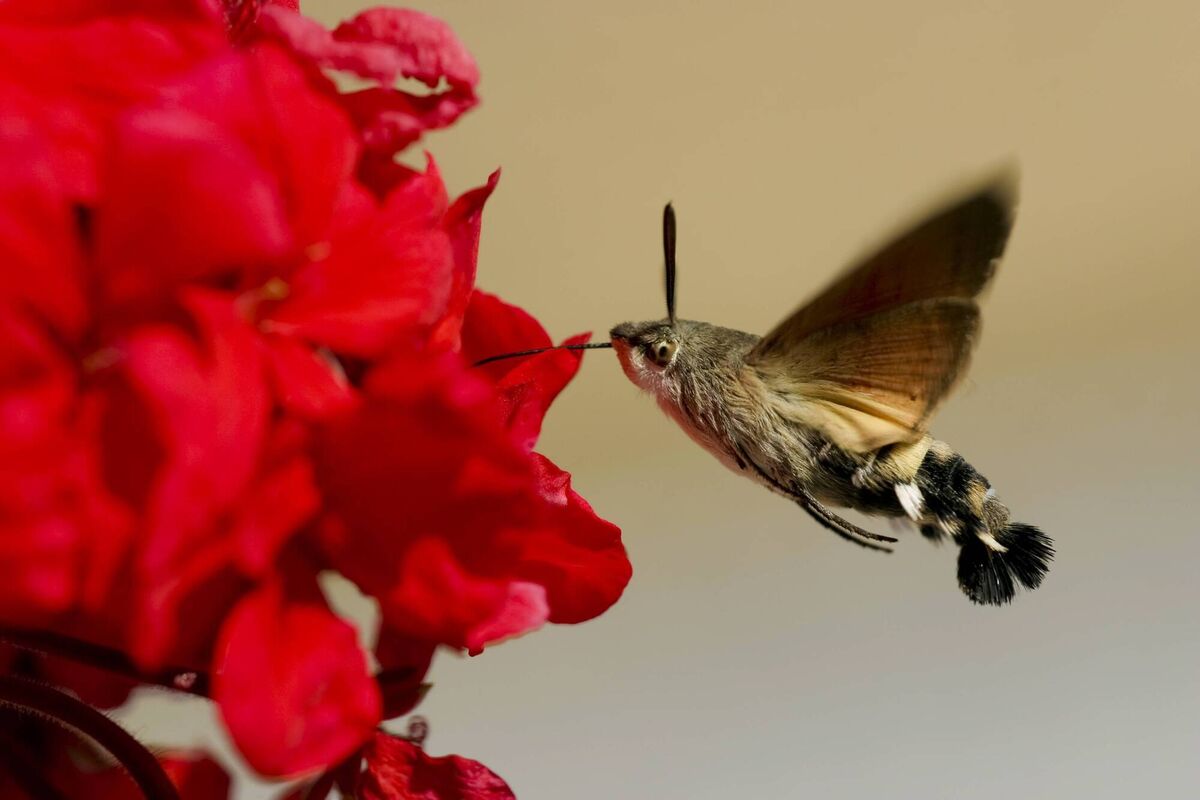 Hummingbird Hawk-moth sucking up geranium nectar Hummingbird Hawk-moth sucking up geranium nectar