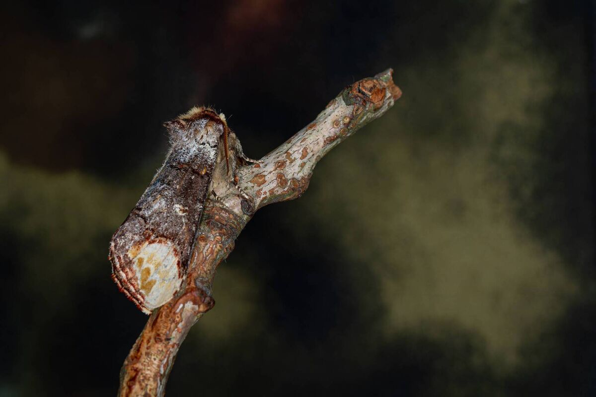 Phalera Bucephala Phalera Bucephala