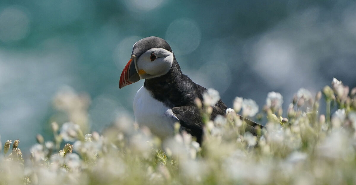 Puffins on Saltee Island off Co Wexford, one of Irelands major bird sanctuaries home to puffins, gannets, guillemots, razorbills, cormorants, great black-backed gulls, kittiwakes and manx shearwaters. Picture: PA
