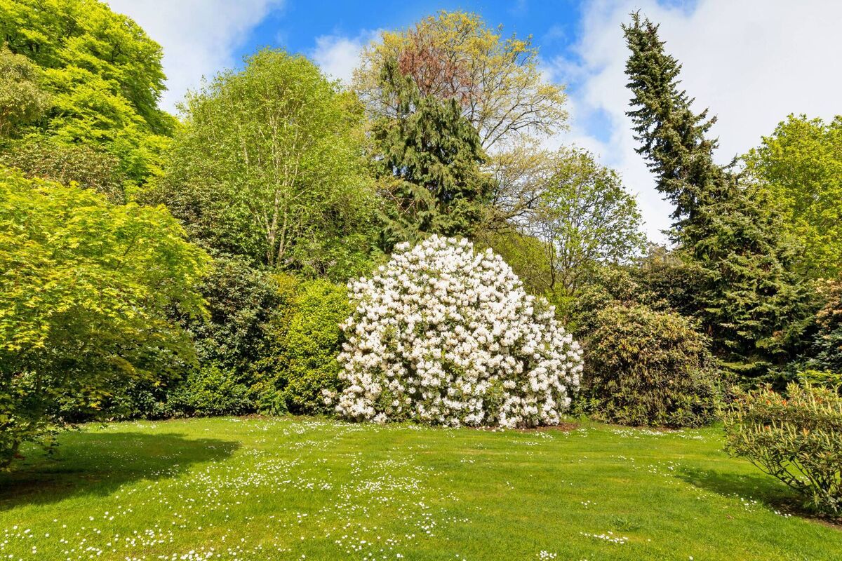 Specimen trees and micro-climate