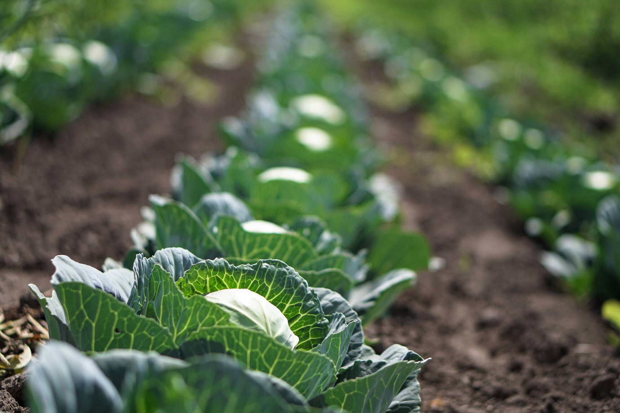 €10m investment scheme for horticulture opens for applications