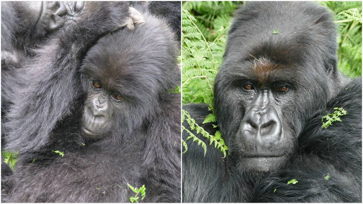 Richard Collins: Study on childhood trauma in gorillas and chimpanzees - Vimarsana News