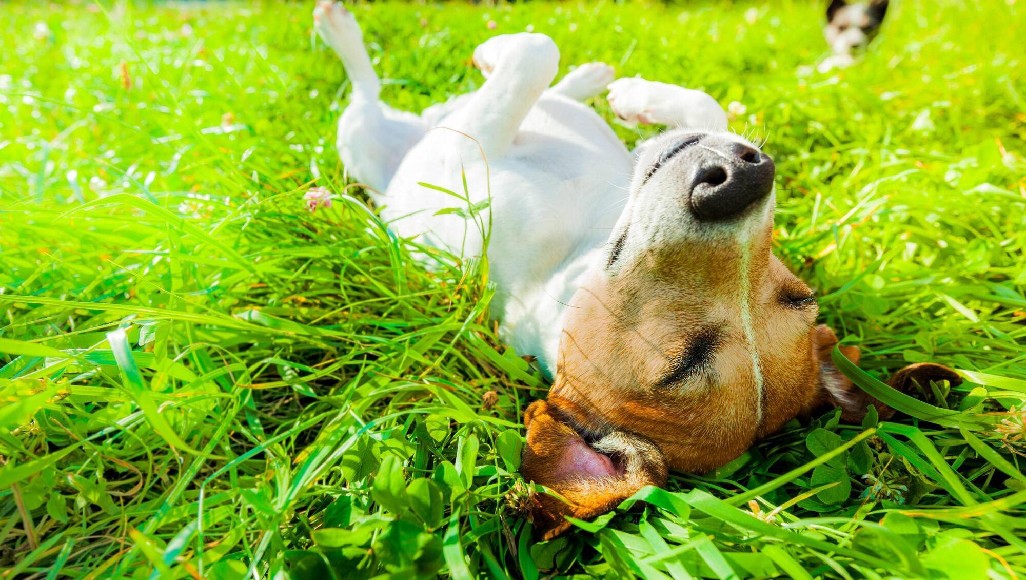 Pete the Vet: What to do if your dog gets heatstroke