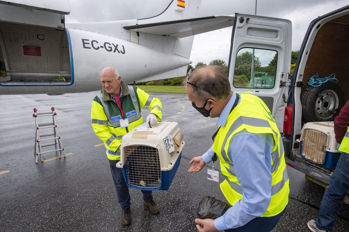 Eamonn Meskell of the National Parks and Wildlife Service and Howard Jones of Kerry Airport bringing newly-arrived white-tailed sea eagles to Killarney National Park in 2020. Picture: Domnick Walsh