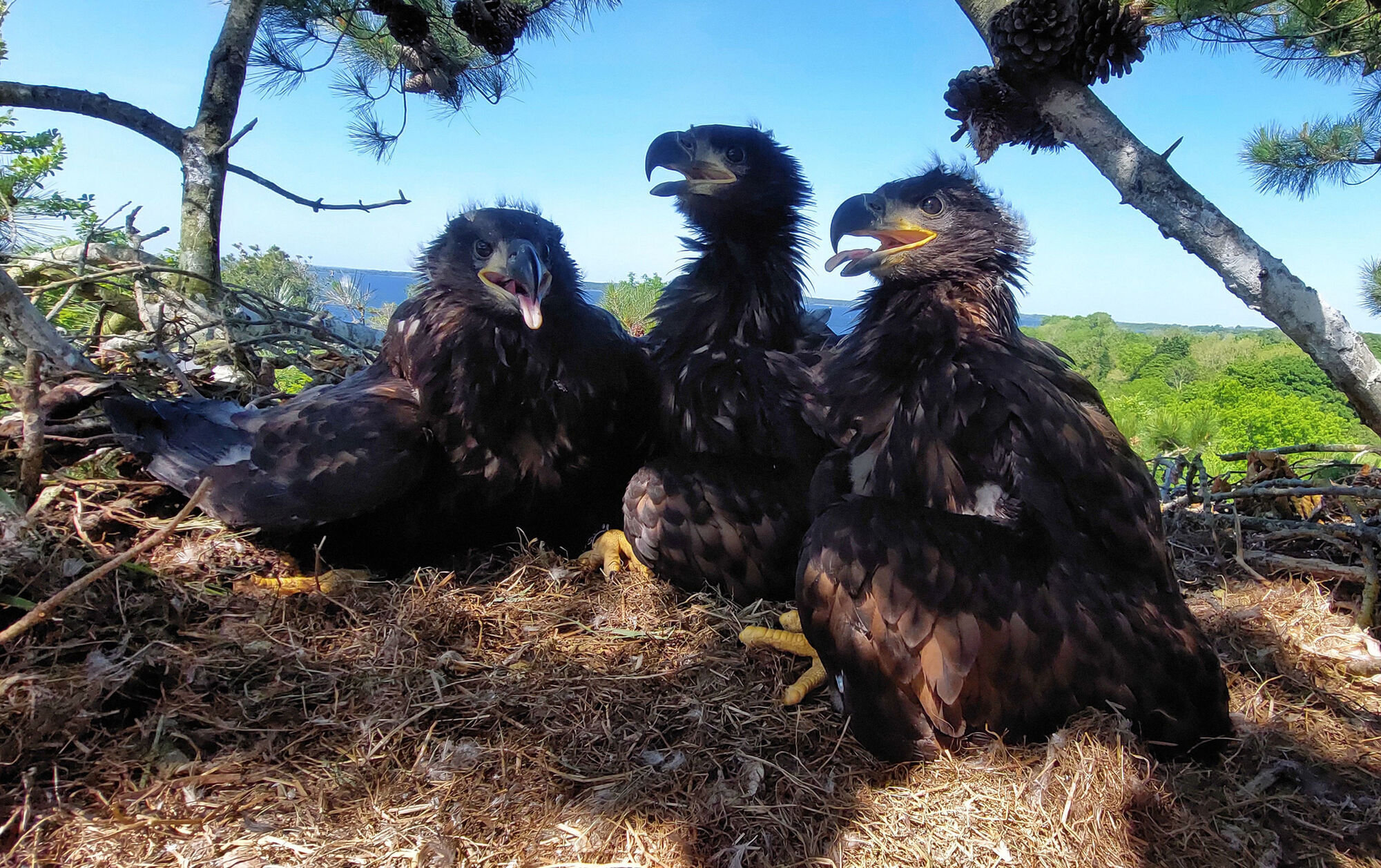 Five new chicks hatched by Co Clare white-tailed eagles