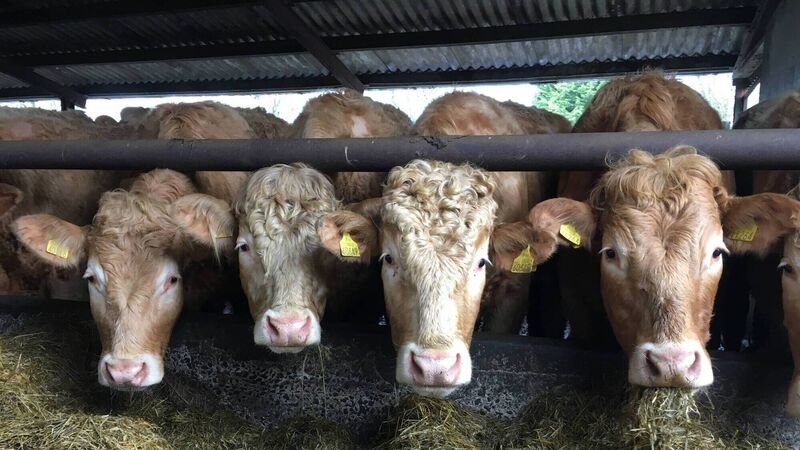 Producers hope base price will not breach the €5/kg barrier