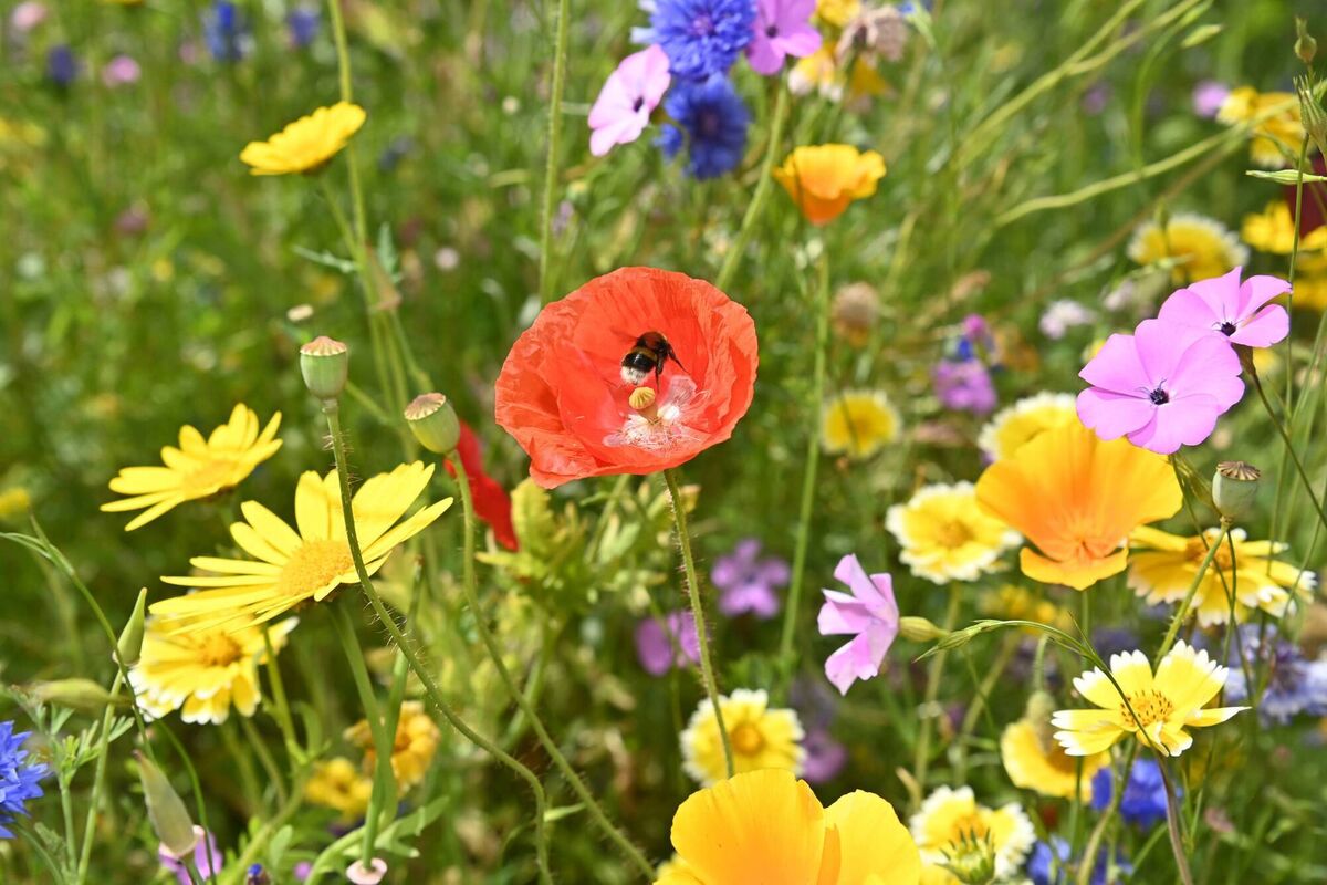 No-mow May has drawn our attention to the beauty of wildflowers in our garden. Picture: Dan Linehan
