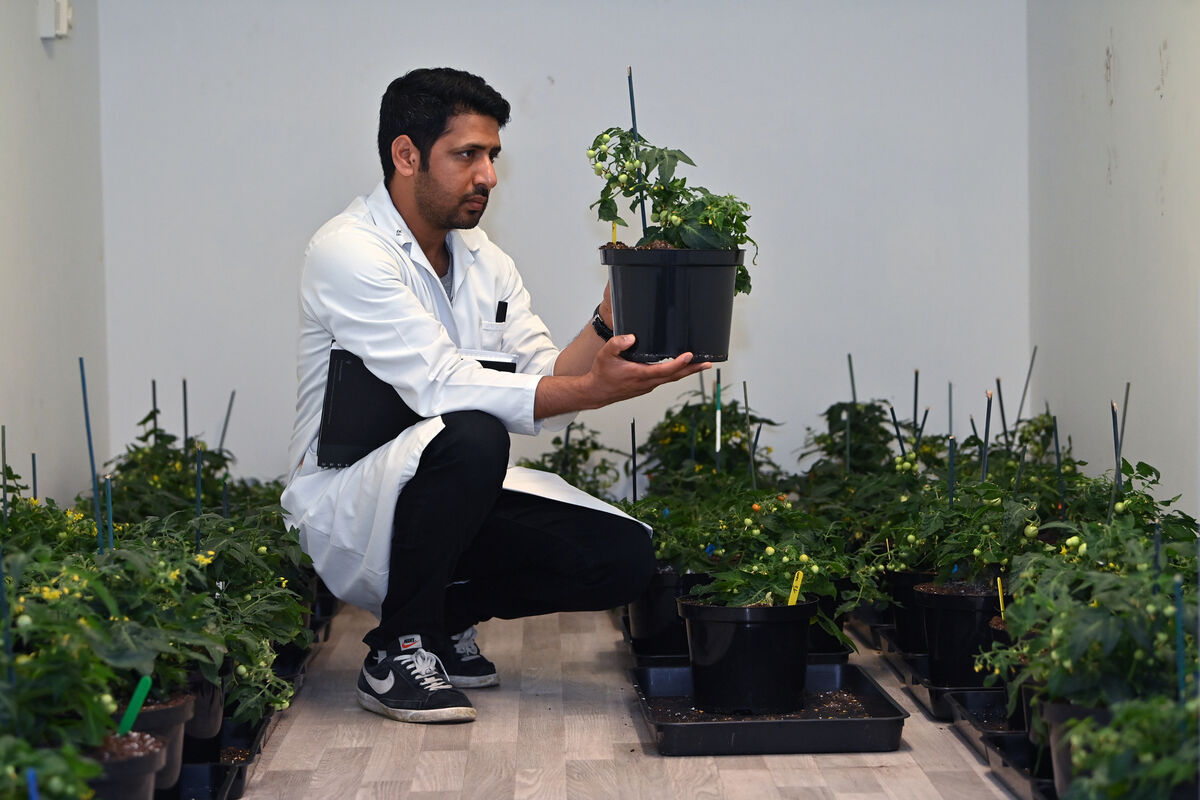 Dr Fiaz Rasul of BioAtlantis pictured in a grow chamber located inside the plant. Picture: Domnick Walsh Dr Fiaz Rasul of BioAtlantis pictured in a grow chamber located inside the plant. Picture: Domnick Walsh