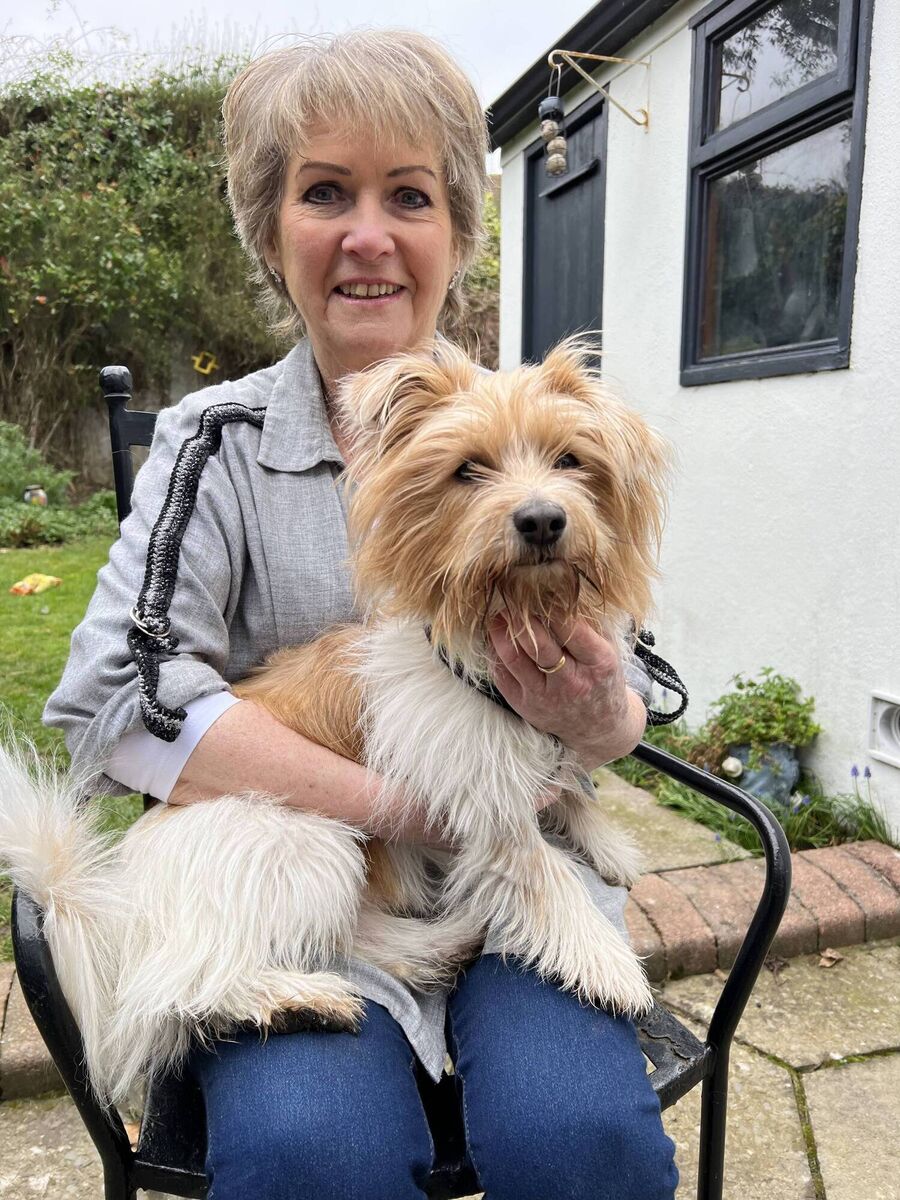 The Shelter: Animal SOS; Rollo, fka Scruffy, gets a new lease on life; Wednesday, 7pm, RTÉ One