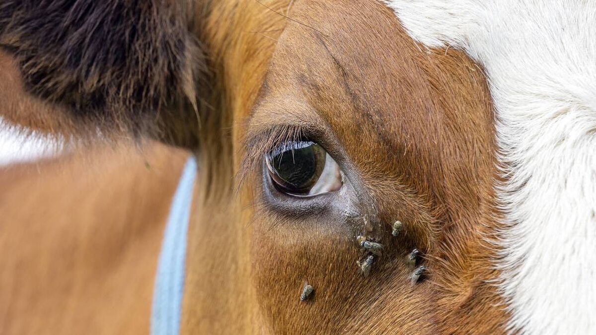 Vet on the Moove: Don't let a fly in the eye affect your herd health this summer - Vimarsana News