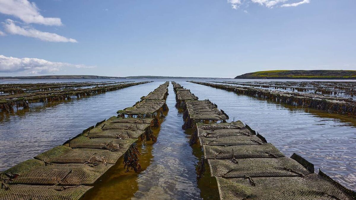 Strategy lays our road map for Irish seaweed sector - Vimarsana News