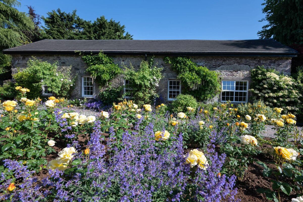 Bed of roses: coach house by the approach drive with central bed of Arthur Bell roses and nepeta