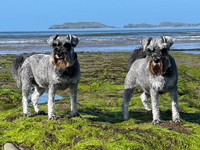 Dexter and Ruby Dexter and Ruby