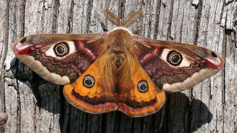 Moths need similar protection to bees, research finds