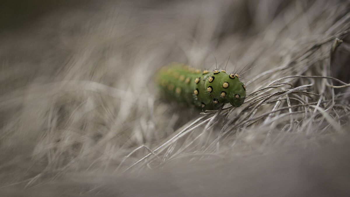 Untameable, looking at the boglands for RTĂ Untameable, looking at the boglands for RTĂ